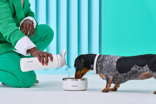 The Best Dog Bowl for Your Furry Bud (Owala)