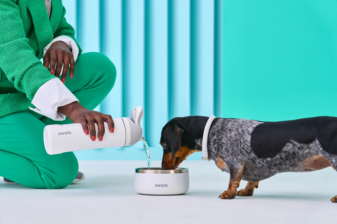 The Best Dog Bowl for Your Furry Bud (Owala)